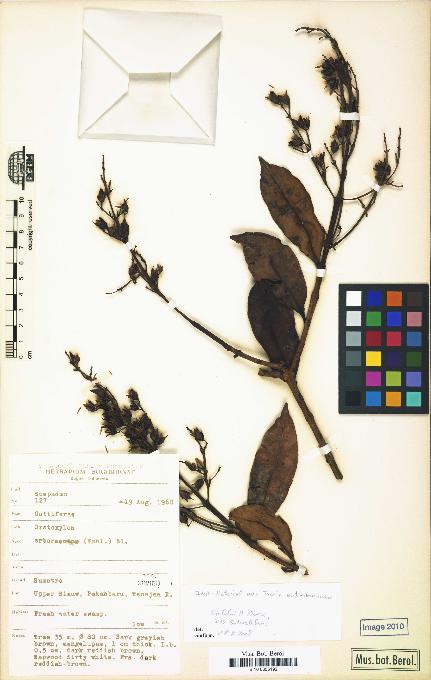 spécimen de Cratoxylum arborescens